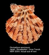 Gloripallium speciosum (6)